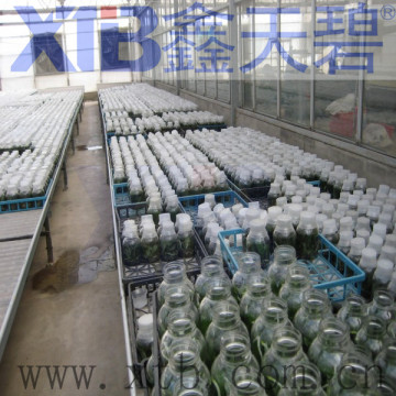 Commercial Greenhouse for agriculture