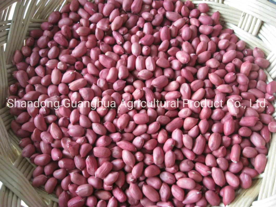 Washed Peanut Kernels 11/13 with High Export Quality