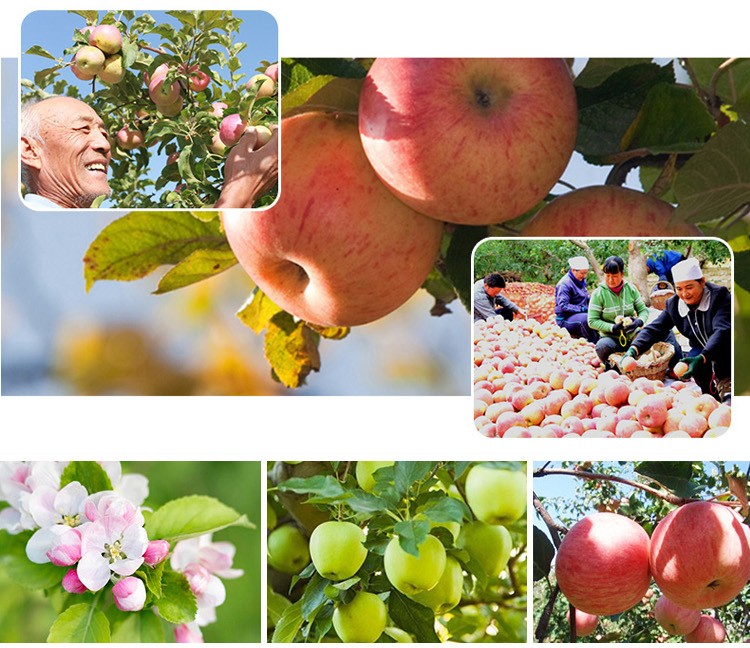 fresh fruits red Fuji apple