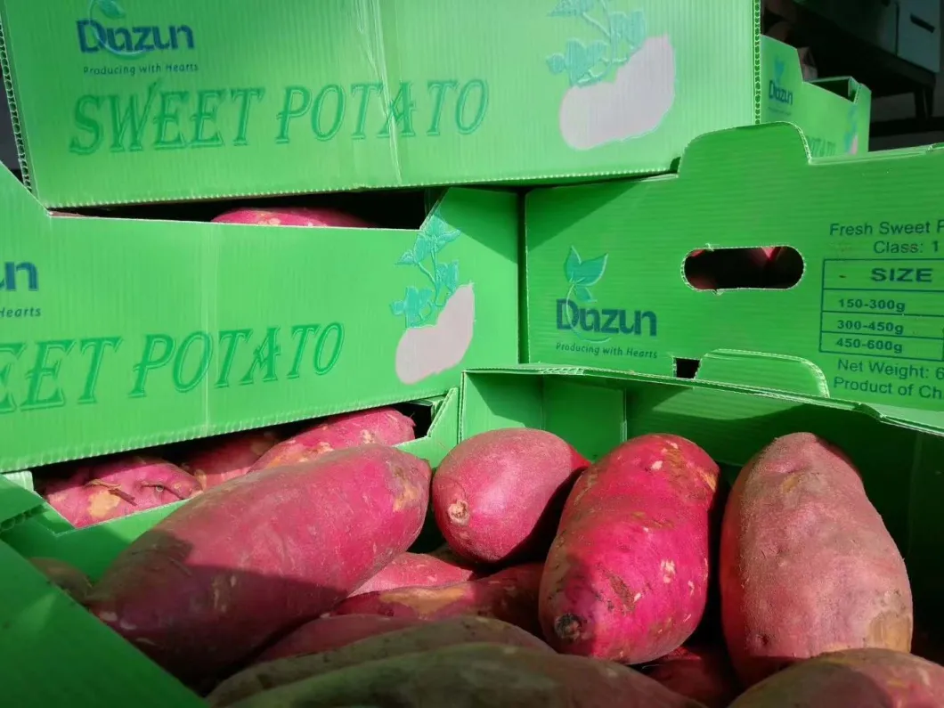 Fresh Sweet Potato China High Quality Whoesale Price