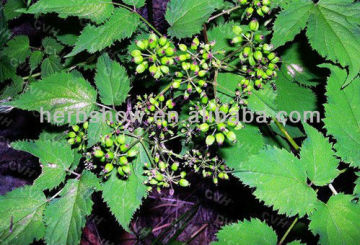 Herb Seeds:Heracleum/Lovage Seeds