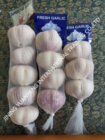 The best fresh white garlic purple garlic