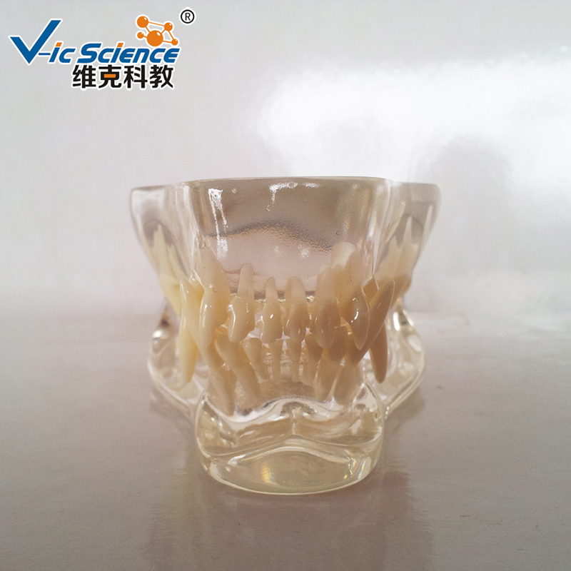 Animal Teeth Model