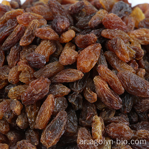 أعلى درجة ذهبية أخضر أسود Red Raisin المجففة