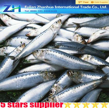 price frozen sardine frozen sardine fish sardine varieties