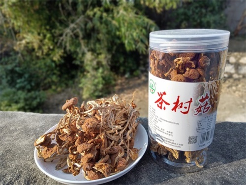 Canned Agrocybe Cylindracea