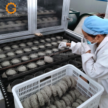 Instant Starch Vermicelli Drying Machine for Potato/Sweet Potato/Rice/Bean Starch Glass Noodles