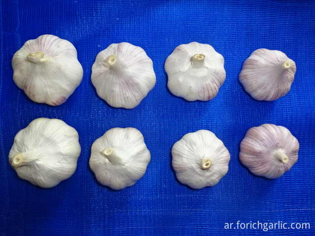 Normal White Garlic