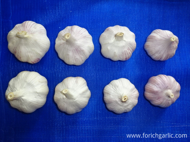 Normal White Garlic