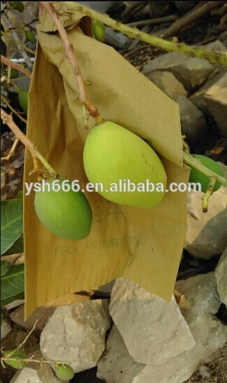 Mango growing bag /Mango protect bag/Mango protection bagfactory price