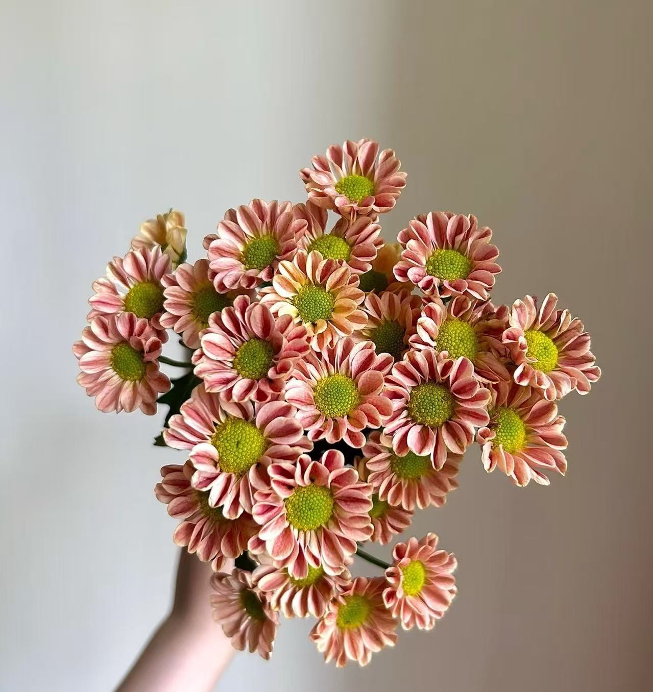 লিঙ্গলং সামান্য চন্দ্রমল্লিকা Linglong little chrysanthemum