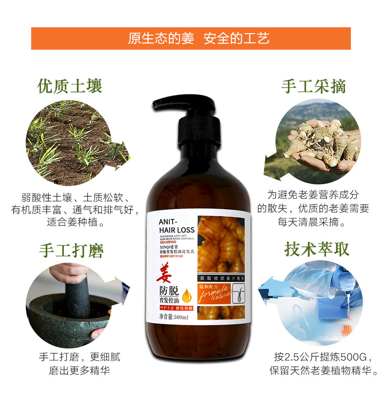 Hot seller 500ml Ginger Scalp Care Shampoo for Anti Hair Loss, Anti Dandruff Hair Regrowth,custom shampoo