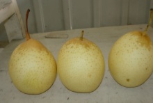Sweet fresh ya pear