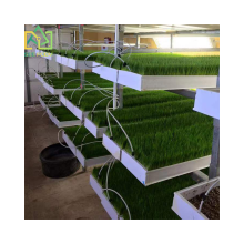 Microgreens Grow Kits: Trays and Hydroponic Growing Systems