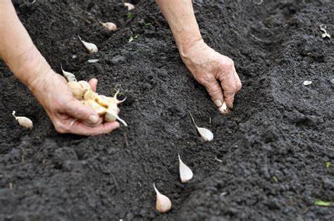 Fresh Red Garlic Seeds Factory Planting