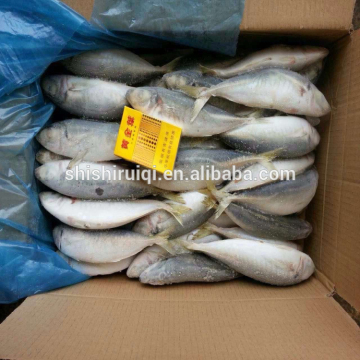 Frozen scad whole round frozen blue mackerel scad 6/8 pcs