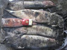 Frozen North Pacific Squid Whole Round 500-1000g