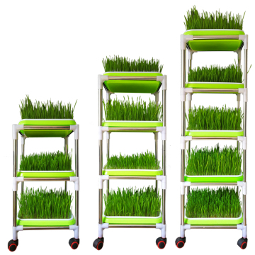 Green Seedling Frame With Seedling Trays To Plant
