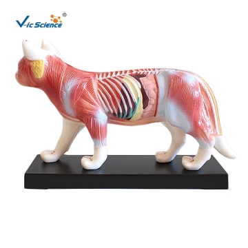 Animal Acupuncture Model Cat Massage Medical Model