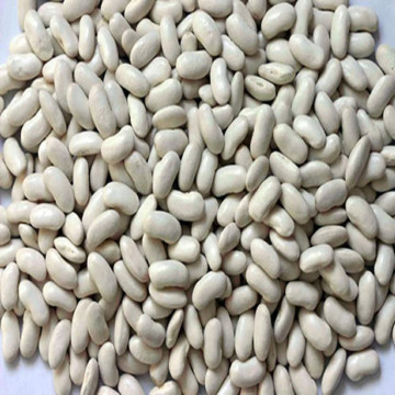 Hot Sale Polished White Kidney Beans