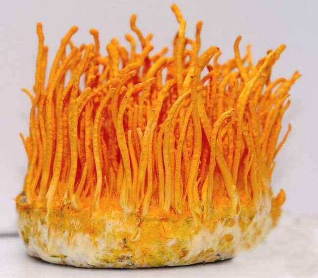 Cordyceps Militaris Powder Cordyceps Militaris Powder