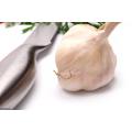 Export Chinese fresh garlic high quality garlic wholesale