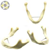 Oral Teaching Model for Implant Mandible Dental Training