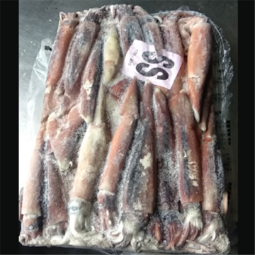 BQF Illex Argentinus Squid Frozen Whole Round Squid