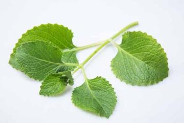 Country Borage Oil Indian Borage