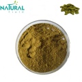 Extrato de Bupleurum Sinensis Extrato de raiz de Thorowax