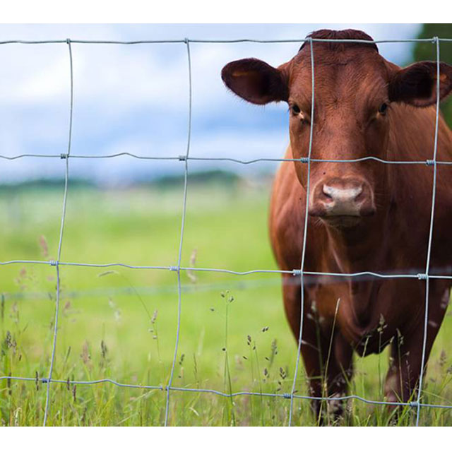 Galvanized Steel Deer Field Farm Cattle Fence