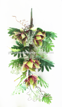 ornamental plants/Long stem evergreen Medinilla magnifica flower plants for home decoration