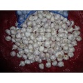 High Quality Normal White Garlic Size 4.5cm