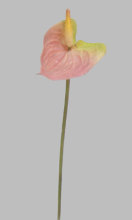 Sm.Single Anthurium