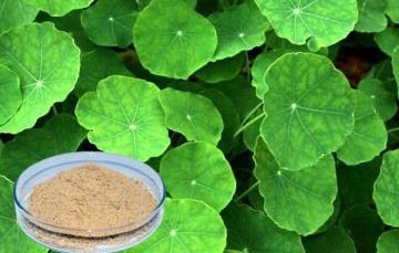 Hydrocotyle asiatica Extract20%