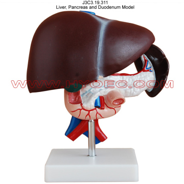 Liver, Pancreas and Duodenum Model-J3C3.19.311