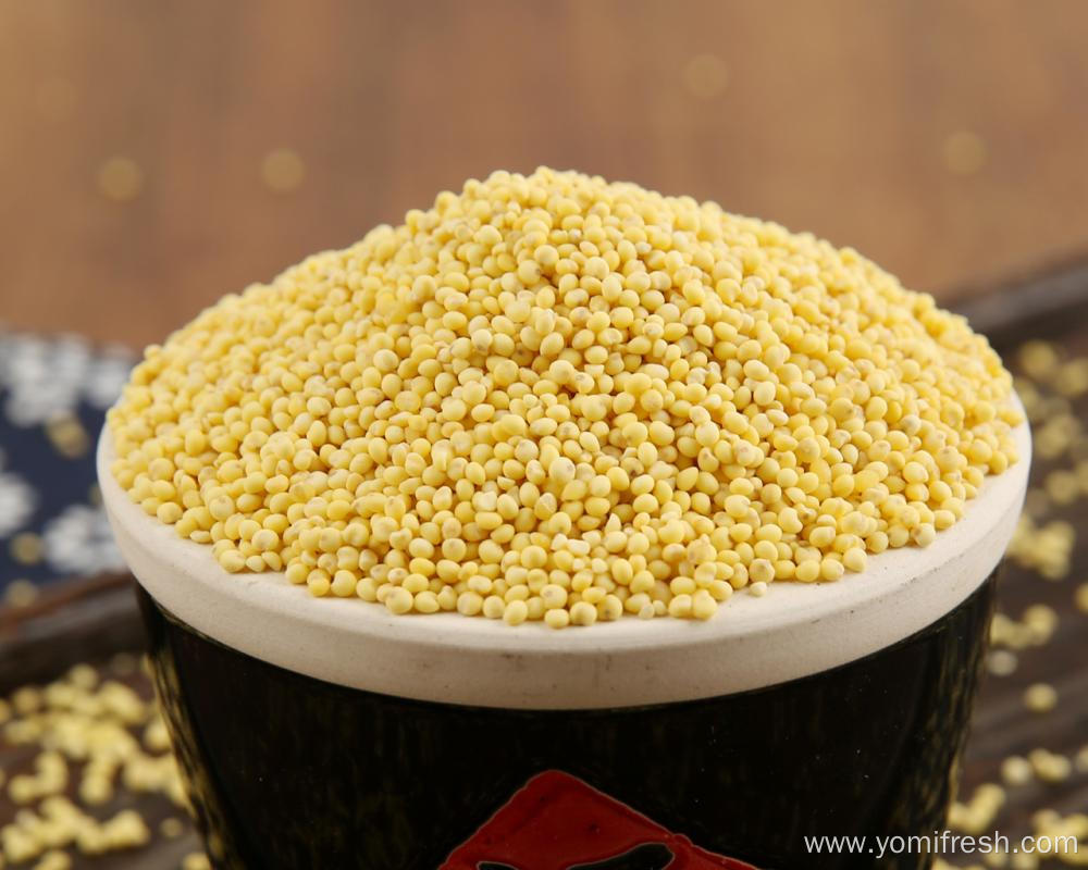 Proso Millet Seed