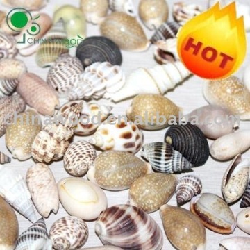 Craft Sea Shell Beads,Craft Sea Shell Sequins
