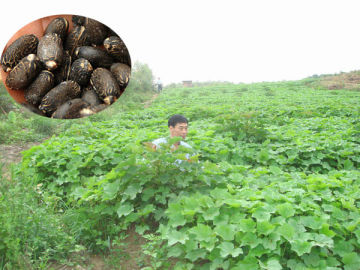 Field Growing Jatropha curcas seeds for sale