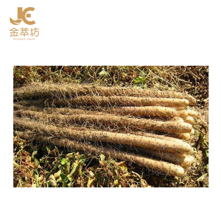 Top quality natural chinese wild yam extract yam powder