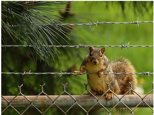 barbed wire (9)