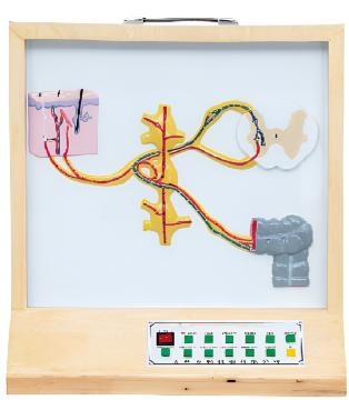 Electric model of sympathetic nerve fiber