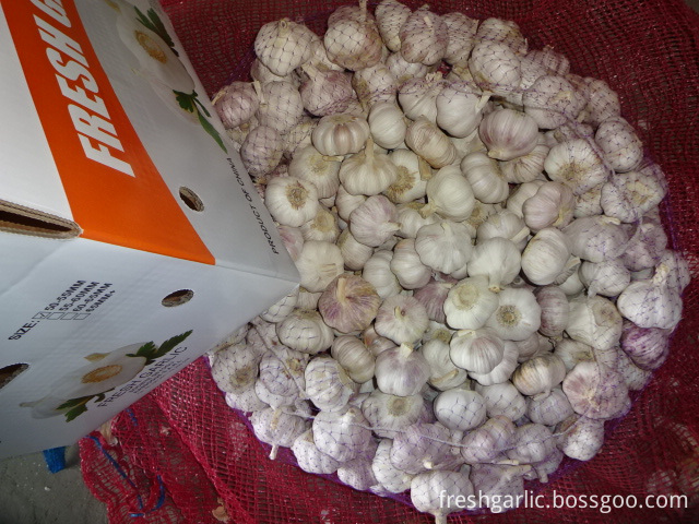 Export Fresh Garlic