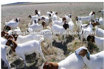 Pet Feed/Sheep Feed Import & Export Agent