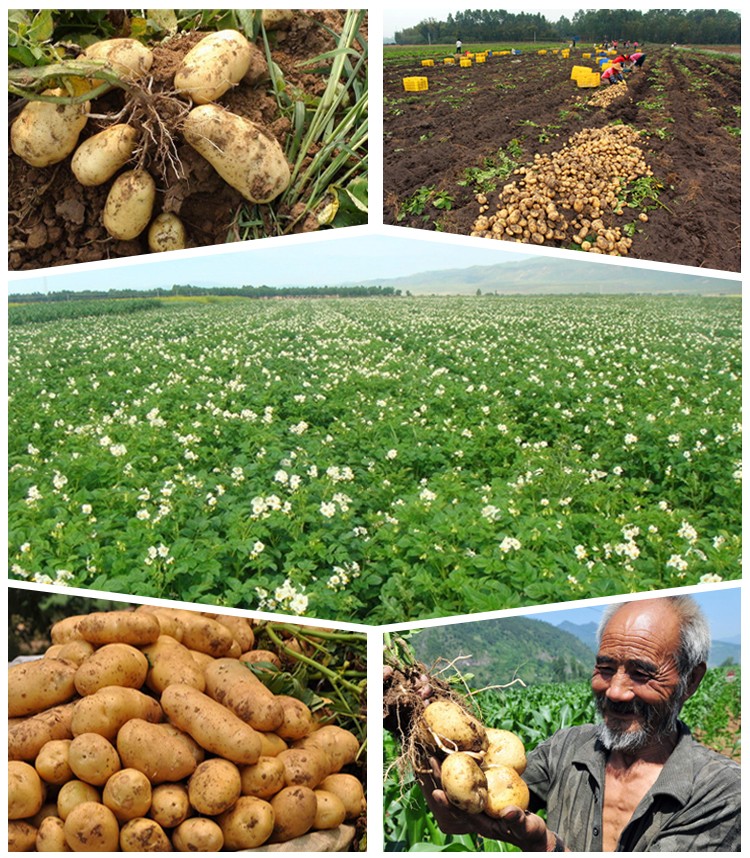 Potato seeds for sale