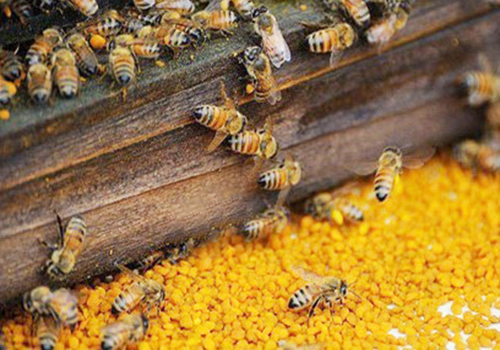 BEE POLLEN