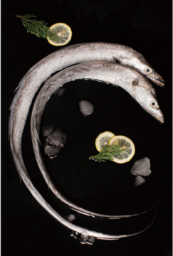 Frozen Fish Hairtail Whole Round