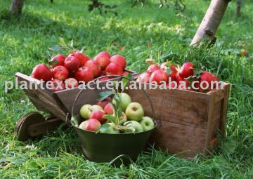 high-glass apple polyphenols