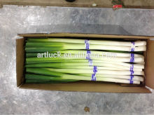 Fresh leek