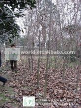 Magnolia denudata high trunk